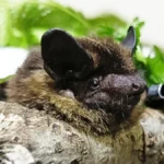 樹皮の上で静止するクビワコウモリのクローズアップ。種の特徴である首回りの琥珀色の毛と、厚みのある吻部（鼻先）、黒く光る目が鮮明に写っている。