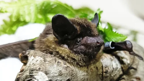 樹皮の上で静止するクビワコウモリのクローズアップ。種の特徴である首回りの琥珀色の毛と、厚みのある吻部（鼻先）、黒く光る目が鮮明に写っている。