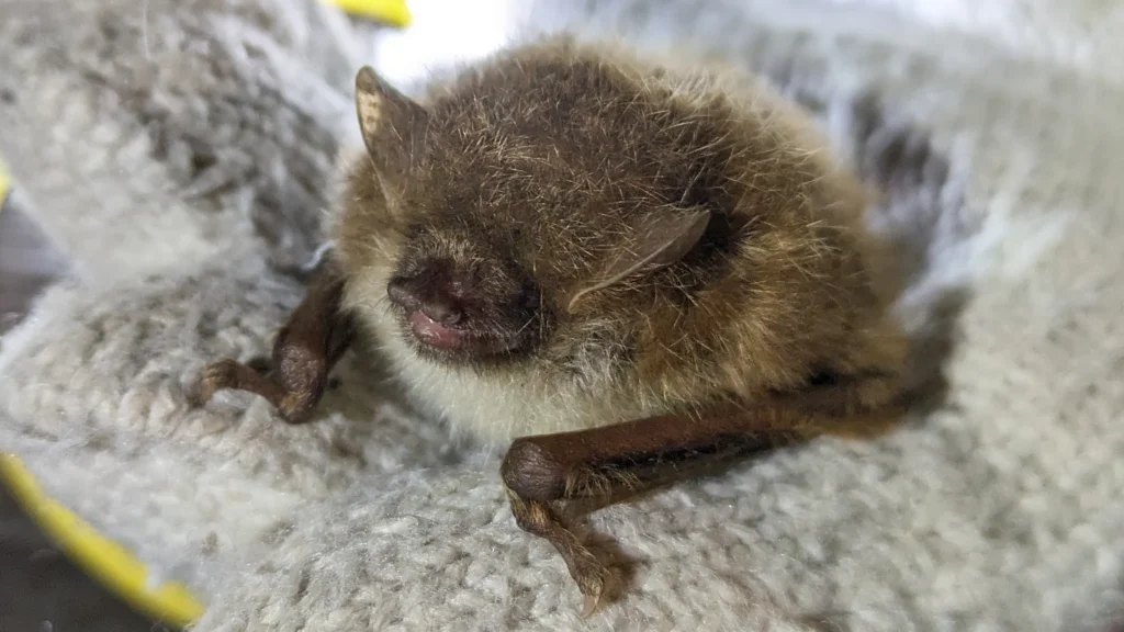 長野県のコウモリ全19種一覧|生態・レッドリストから住宅被害の対策まで専門家が解説 38 ふかふかとした毛に覆われ、丸まって休むコテングコウモリ。名前の由来である管状に突き出した特徴的な鼻先(外鼻孔)が正面から捉えられている。