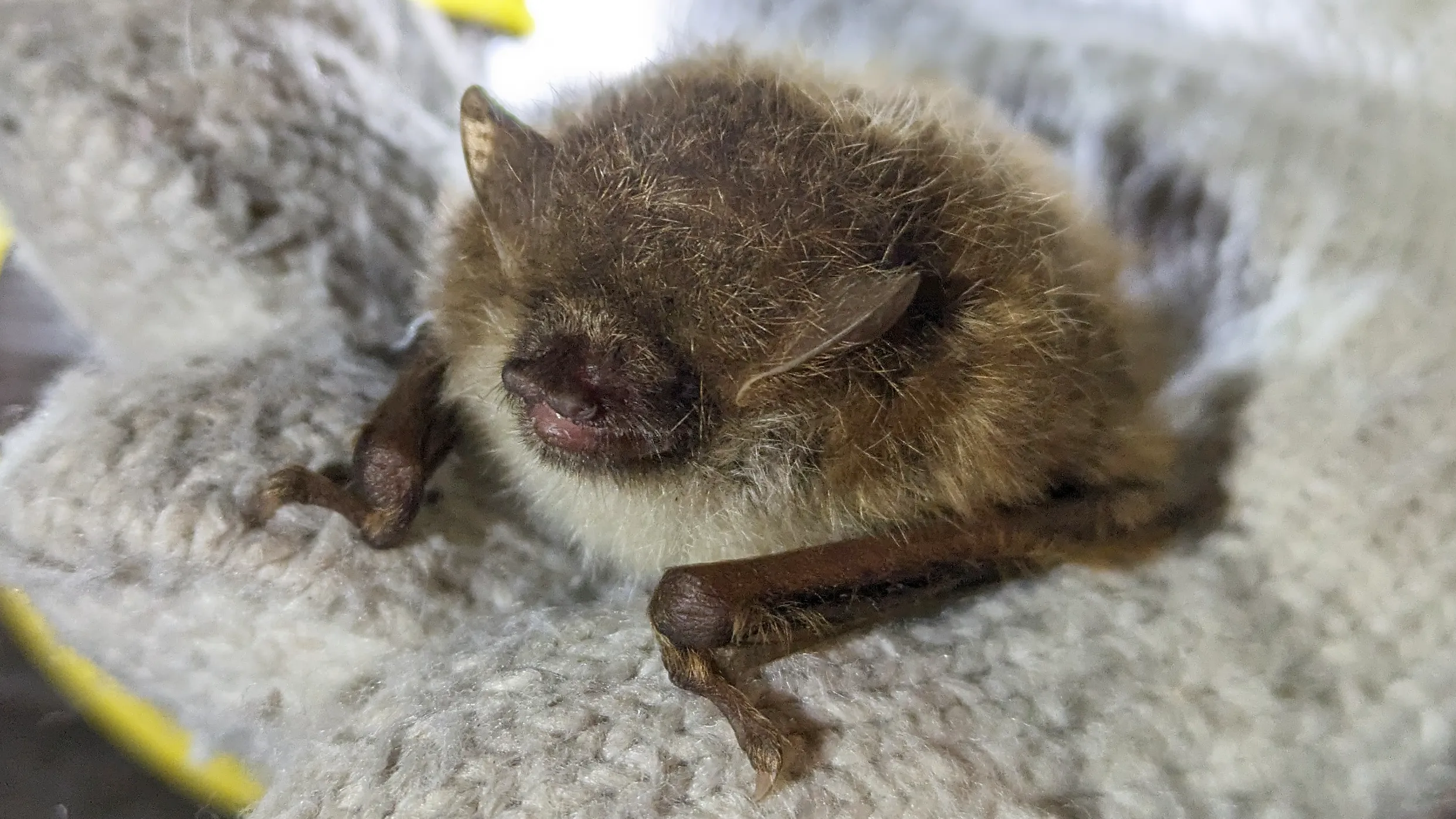 長野県のコウモリ駆除・野生動物対策専門家|かわほりプリベント 40 ふかふかとした毛に覆われ、丸まって休むコテングコウモリ。名前の由来である管状に突き出した特徴的な鼻先(外鼻孔)が正面から捉えられている。