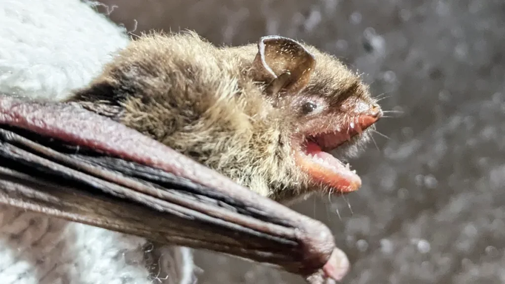 長野県のコウモリ全19種一覧|生態・レッドリストから住宅被害の対策まで専門家が解説 40 鋭い歯を見せて口を開けるヒメホオヒゲコウモリの横顔。茶褐色の体毛と、顔に対して比較的小さく尖った耳、細かな感覚毛が捉えられている。