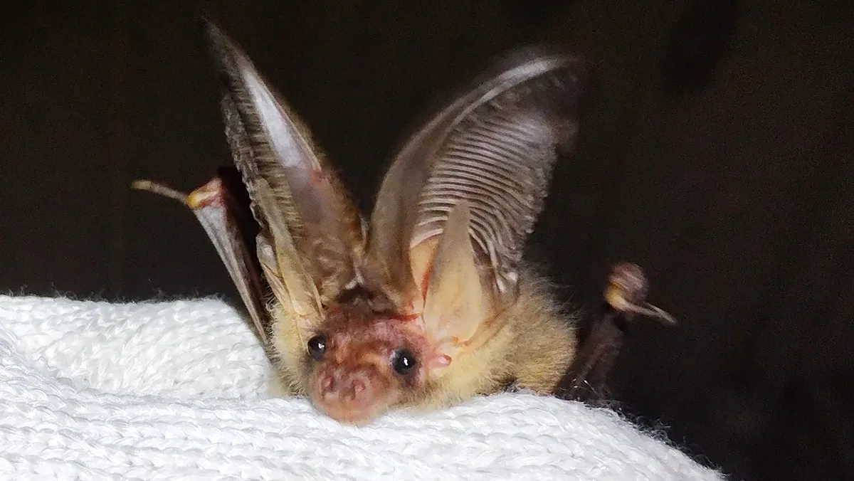 長野県のコウモリ被害と駆除を、現場写真で読み解くガイド 66 体長に匹敵するほどの巨大な耳を垂直に立てたニホンウサギコウモリの正面図。白っぽい腹部の毛と、大きな耳の複雑な脈構造が見て取れる。
