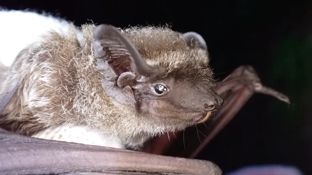 長野県のコウモリ全19種一覧|生態・レッドリストから住宅被害の対策まで専門家が解説 39 ヒナコウモリの横顔。背中の毛に銀色の差し毛が混じる「霜降り状」の美しい被毛と、短く幅広な耳、頑丈そうな顎のラインが特徴的。