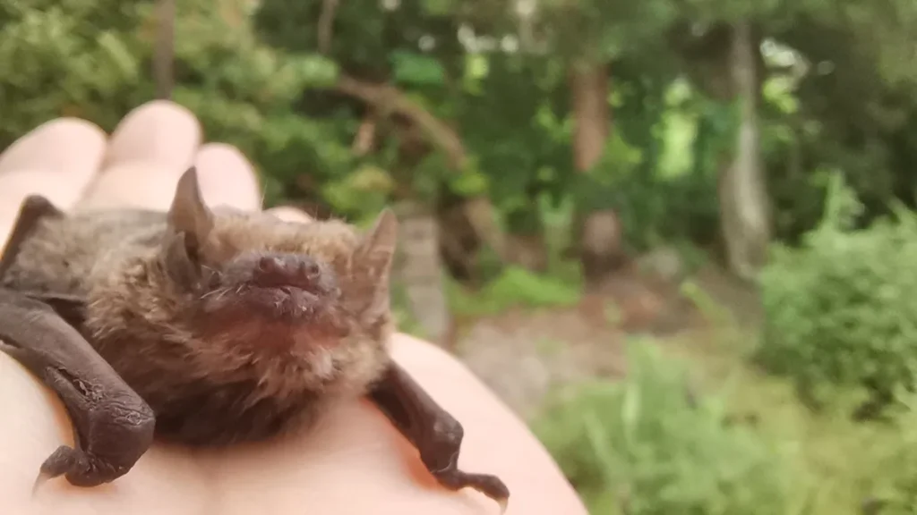 長野県塩尻市で撮影された、人の手のひらに乗るアブラコウモリ。周囲の状況を探るため、鼻先を上に向けて超音波を発しようとしている瞬間の様子。