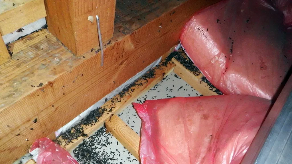 アブラコウモリ(イエコウモリ)の生態|家に来る理由・行動パターン・基本データ 7 住宅の屋根裏にて、木材の梁とピンク色の袋に入った断熱材の間に、アブラコウモリの黒く細長い糞が大量に散乱・堆積している状況。