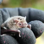 コウモリはどうやってねぐらに戻り、家を見つけるのか?|コウモリ論文読み解くシリーズ 3 長野県安曇野市で撮影された、厚い冬毛に包まれたアブラコウモリが、黒い作業手袋をはめた手の上に静かに乗っている様子。