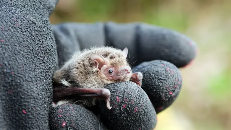 長野県安曇野市で撮影された、厚い冬毛に包まれたアブラコウモリが、黒い作業手袋をはめた手の上に静かに乗っている様子。