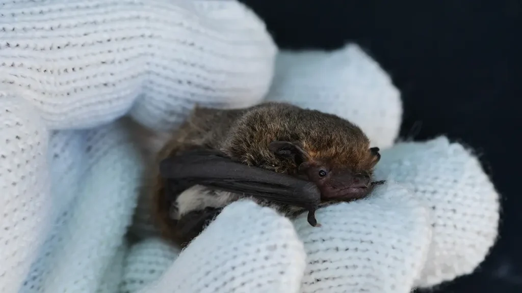 アブラコウモリ(イエコウモリ)の生態|家に来る理由・行動パターン・基本データ 2 白い軍手の上で丸まり、密度が高くふっくらとした茶褐色の冬毛をまとったアブラコウモリの接写写真。