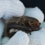 アブラコウモリ(イエコウモリ)の生態|家に来る理由・行動パターン・基本データ 8 白い軍手の上で丸まり、密度が高くふっくらとした茶褐色の冬毛をまとったアブラコウモリの接写写真。