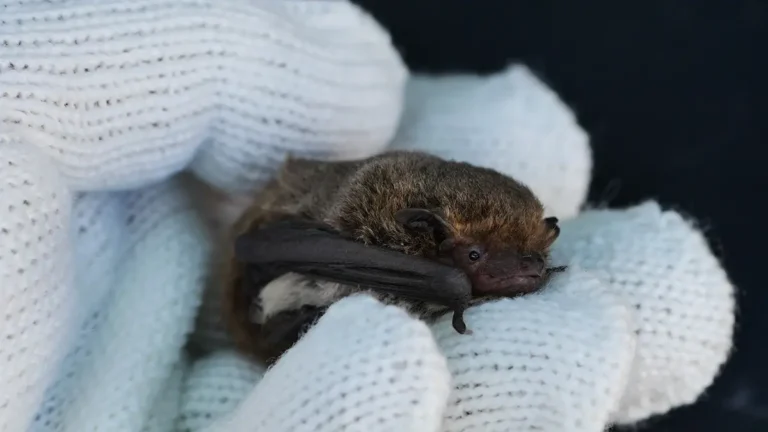 白い軍手の上で丸まり、密度が高くふっくらとした茶褐色の冬毛をまとったアブラコウモリの接写写真。