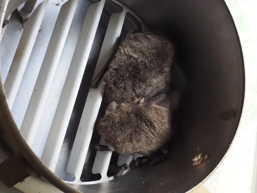金属製換気口の外壁ガラリの内側に、2頭のアブラコウモリが身を寄せ合うようにして入り込んでいる接写写真。
