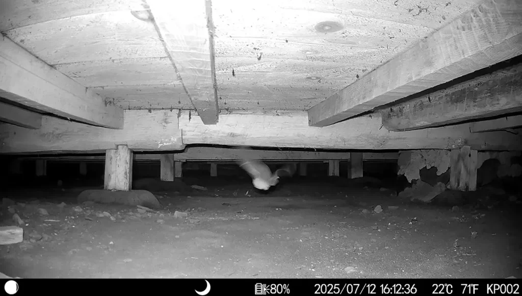 2025年7月に長野県塩尻市で撮影されたトレイルカメラの映像。地面に近い非常に低い床下空間を、白い影のように映るコウモリが左から右へ飛翔している様子。