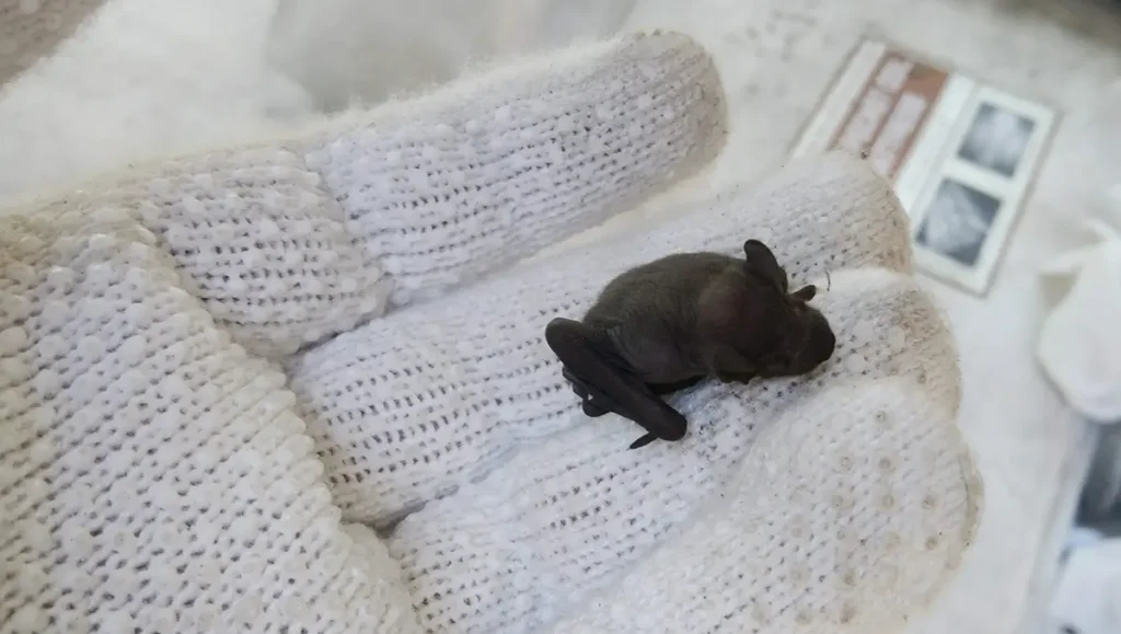 アブラコウモリ(イエコウモリ)の生態|家に来る理由・行動パターン・基本データ 4 住宅の屋根瓦から落下し、軍手の上に乗せられたアブラコウモリの赤ちゃんの写真