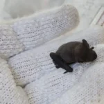 住宅の屋根瓦から落下し、軍手の上に乗せられたアブラコウモリの赤ちゃんの写真