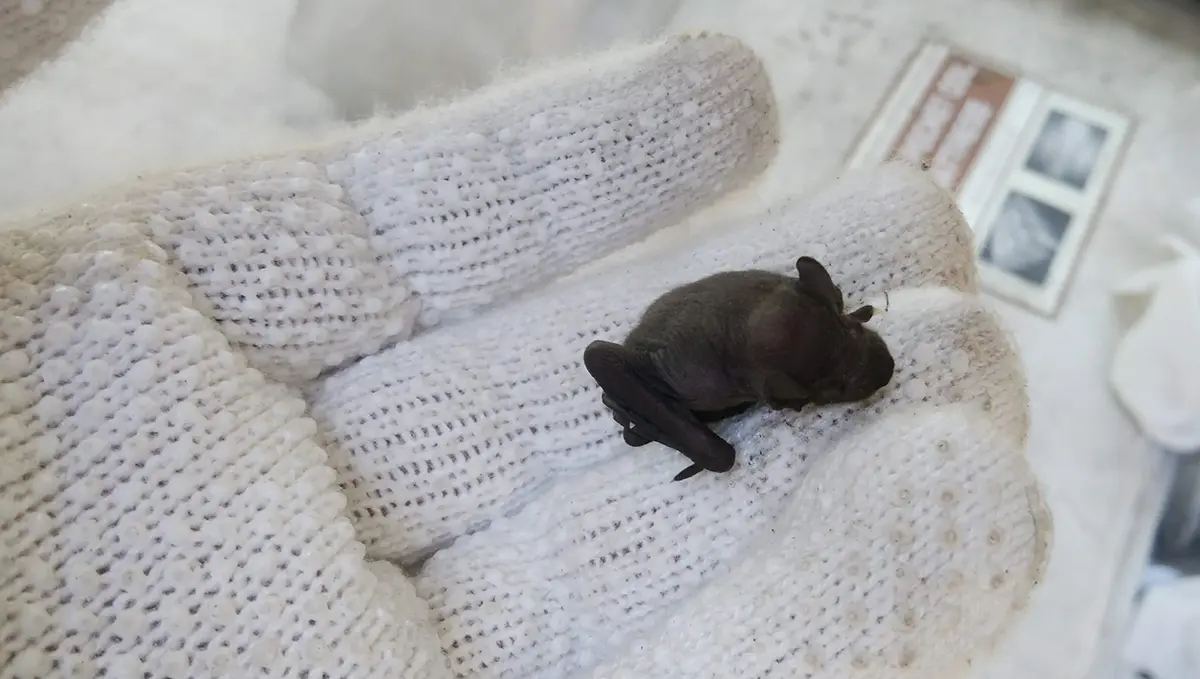 住宅の屋根瓦から落下し、軍手の上に乗せられたアブラコウモリの赤ちゃんの写真