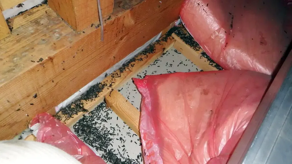 【長野県の施工実績】安曇野市穂高|木造住宅の妻飾り通気から天井裏へ侵入していたコウモリを防除した事例 3 長野県安曇野市のコウモリ駆除現場。天井裏に侵入したコウモリにより、断熱材の周りに大量の糞が蓄積している深刻な被害状況。