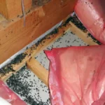 【長野県の施工実績】安曇野市穂高|木造住宅の妻飾り通気から天井裏へ侵入していたコウモリを防除した事例 4 長野県安曇野市のコウモリ駆除現場。天井裏に侵入したコウモリにより、断熱材の周りに大量の糞が蓄積している深刻な被害状況。