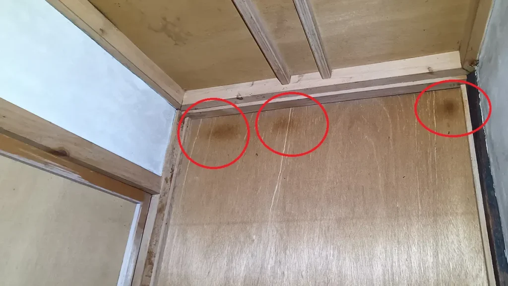 コウモリの臭い・匂いは情報の記憶だった|なぜ毎日糞掃除しても戻るのか?論文から紐解く理由と対策 32 長野県朝日村の住宅室内、木製合板の壁上部の写真。赤丸で囲まれた3箇所の壁面に、コウモリの皮脂が蓄積してできた円形の茶実を帯びたアブラ汚れ(ラビングサイン)がくっきりと付着している様子。