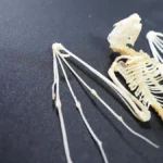 遺伝子のスイッチが描く「飛行の設計図」|コウモリ論文読み解くシリーズ 6 黒い背景の上に置かれたコウモリの全身骨格標本。頭蓋骨、細い肋骨、そして翼の膜を支えるために著しく伸長した前肢の指の骨が、扇のように広がっている様子