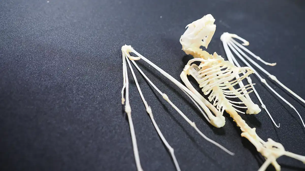 黒い背景の上に置かれたコウモリの全身骨格標本。頭蓋骨、細い肋骨、そして翼の膜を支えるために著しく伸長した前肢の指の骨が、扇のように広がっている様子