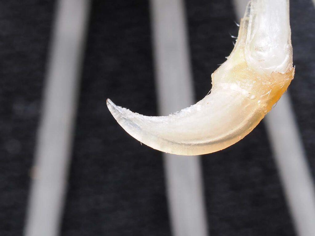 コウモリの翼の先端にある爪の超接写画像。半透明で黄色味を帯びた鋭い鎌状の爪が、黒い背景に対して際立っています。