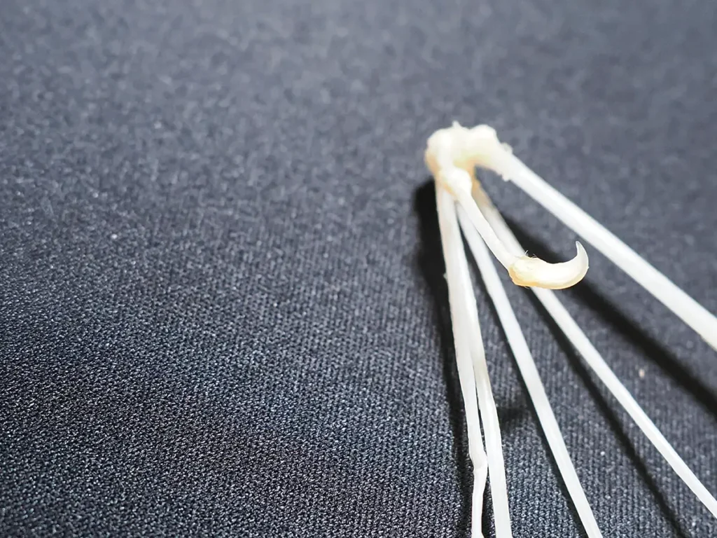 黒い布の上に置かれたコウモリの翼の骨格の一部。数本の細長く白い指骨が集まっており、そのうちの一本の先端に小さく鋭い鉤爪がついています。