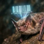 暗い洞窟の岩壁に止まっている1頭のベヒシュタインホオヒゲコウモリ。その頭上には、青白く発光するデジタルバーコードが浮かび上がり、個体識別情報が可視化されているイメージ。