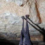 コウモリの爪とは何か?|専門家が教える定義と現場考察シリーズ6 1 洞窟の岩肌にぶら下がるコウモリの後ろ姿。細長い2本の後ろ足の先にある5本の指と鋭い爪が、ごつごつした岩壁をしっかりと掴んでいます。