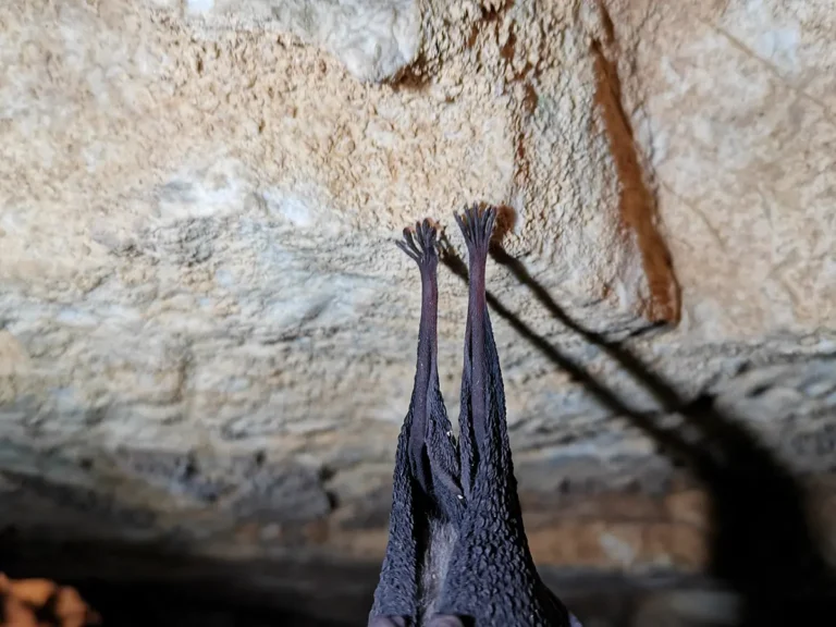 洞窟の岩肌にぶら下がるコウモリの後ろ姿。細長い2本の後ろ足の先にある5本の指と鋭い爪が、ごつごつした岩壁をしっかりと掴んでいます。