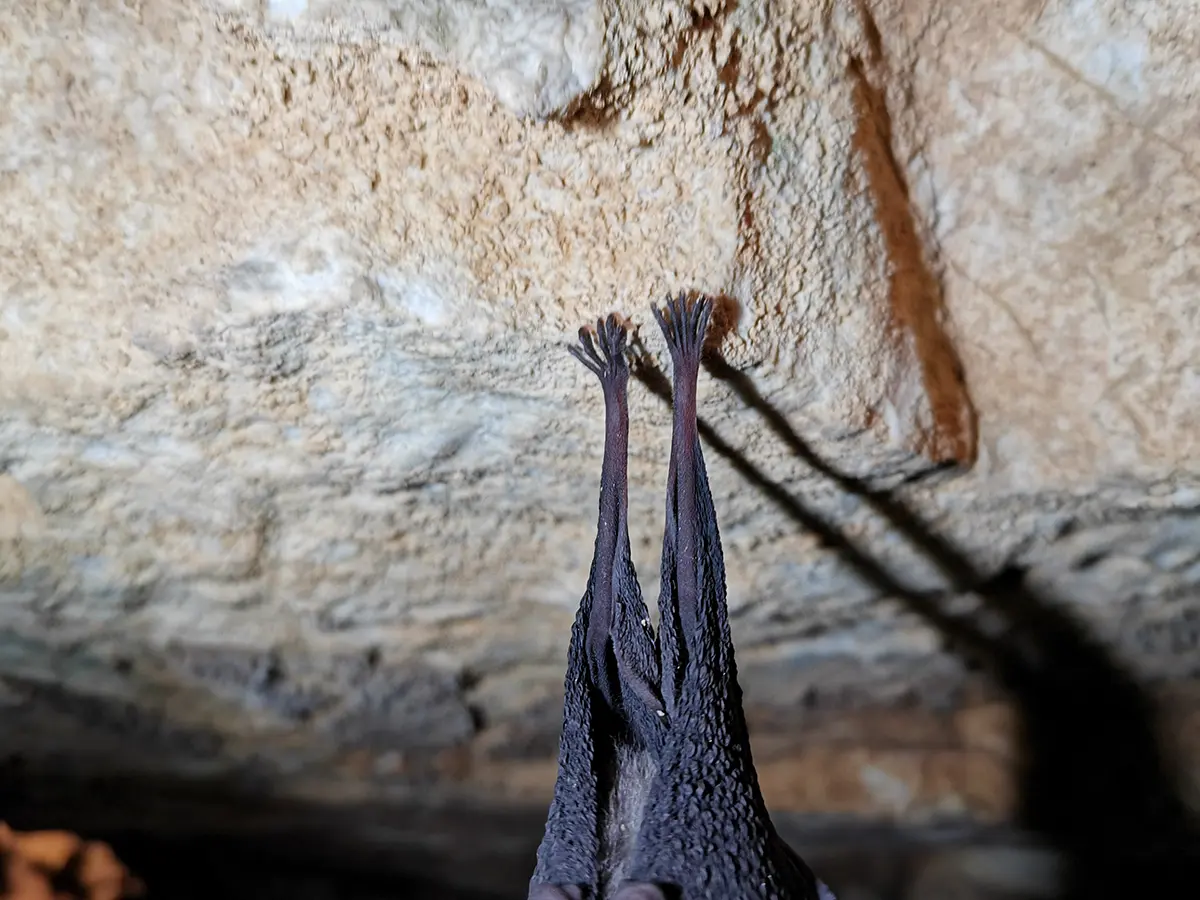 洞窟の岩肌にぶら下がるコウモリの後ろ姿。細長い2本の後ろ足の先にある5本の指と鋭い爪が、ごつごつした岩壁をしっかりと掴んでいます。