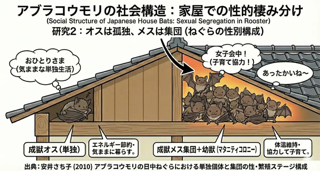 アブラコウモリ(イエコウモリ)の生態|家に来る理由・行動パターン・基本データ 13 アブラコウモリの社会構造における性的棲み分けを示す図解イラスト。屋根裏で成獣オスが単独で「おひとりさま」生活を送る様子と、成獣メスと幼獣が集団で「マタニティコロニー」を形成し、協力して子育てを行う様子が対比されている。