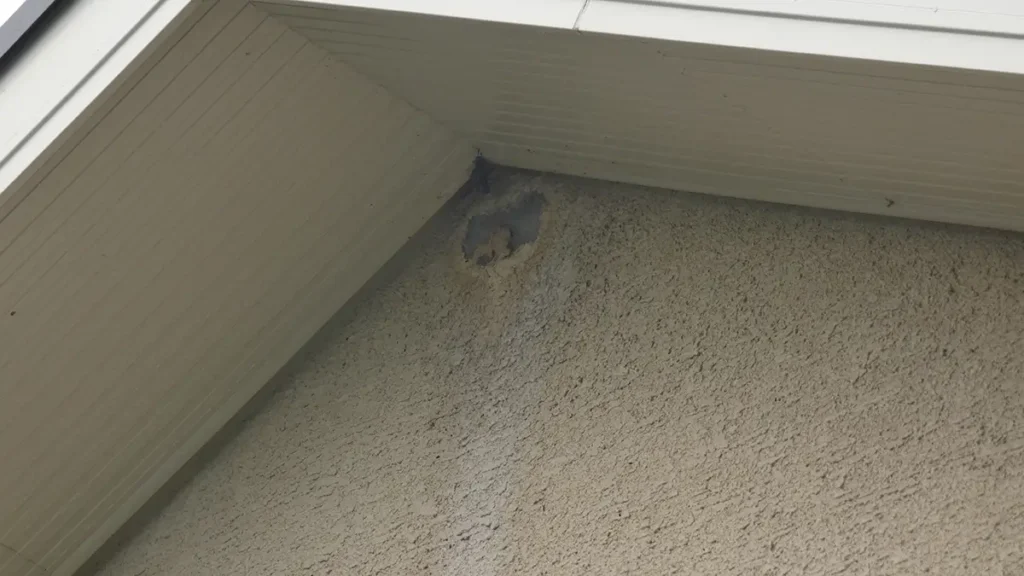 コウモリの尿で外壁塗装が白く汚れる原因|駆除対策の専門家が語る科学的メカニズム 12 長野県内の住宅外壁。アブラコウモリがぶら下がる際の摩擦と、尿の付着によって丸く剥げ落ちた塗装面。