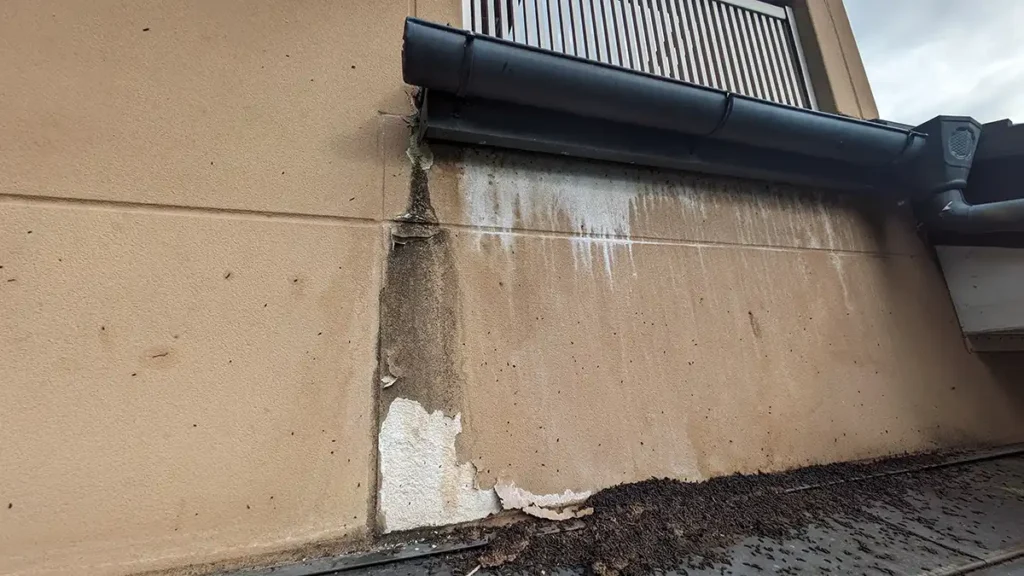 コウモリの尿で外壁塗装が白く汚れる原因|駆除対策の専門家が語る科学的メカニズム 8 長野県辰野町の住宅。外壁の水切り(土台付近)に付着した、アブラコウモリの尿による白い汚れとフンの堆積。