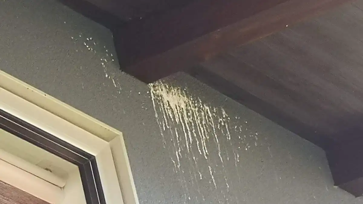 kawahori bat urine white stain on dark gray wall nagano