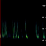 コウモリの鳴き声(ソーシャルコール)とは何か?|専門家が教える定義と現場考察シリーズ3 12 長野県松本市でバットディテクターを使用して可視化したコウモリの超音波スペクトログラム。