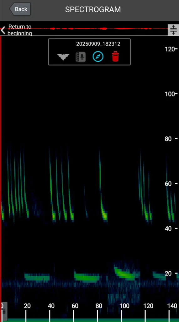 コウモリの鳴き声(ソーシャルコール)とは何か?|専門家が教える定義と現場考察シリーズ3 7 長野県松本市でバットディテクターを使用して可視化したコウモリの超音波スペクトログラム。