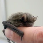 アブラコウモリの冬眠とは何か?|専門家が教える定義と現場考察シリーズ2 11 長野県塩尻市で撮影されたアブラコウモリの接写。人の指にしがみついている様子で、焦げ茶色の毛並みと小さな耳がはっきりと写っている。