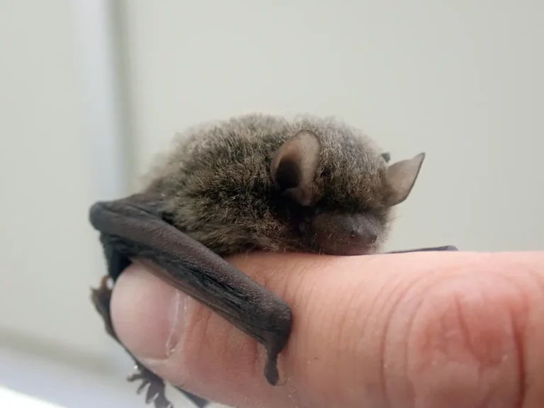 長野県塩尻市で撮影されたアブラコウモリの接写。人の指にしがみついている様子で、焦げ茶色の毛並みと小さな耳がはっきりと写っている。