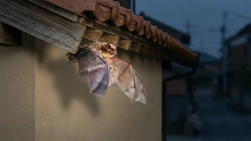 アブラコウモリ(イエコウモリ)の生態|家に来る理由・行動パターン・基本データ 5 夕暮れ時に民家の瓦の隙間からアブラコウモリが一斉に出巣するイメージ画像。