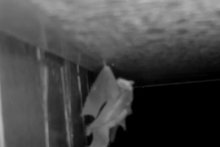 白黒の動画キャプチャ。天井の角にぶら下がったコウモリが、翼を半開きにして大きくスイングしている様子。