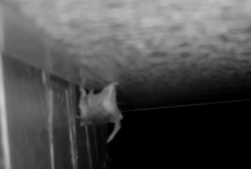 コウモリが天井の隙間に向かって体を丸め、飛び込むような姿勢を取っている様子。