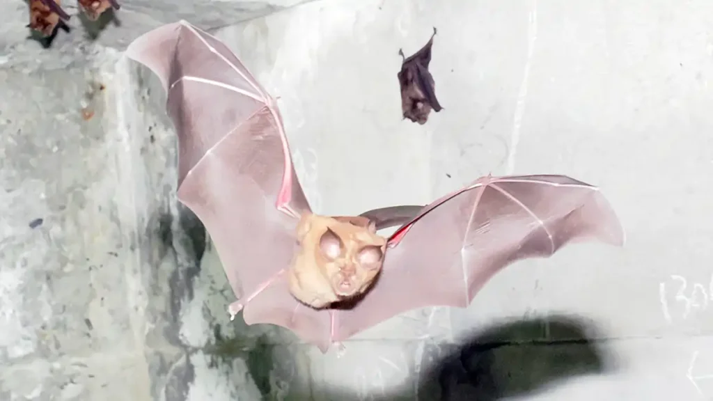 正面を向いて飛行するキクガシラコウモリ。両翼を水平に大きく広げており、半透明の薄い翼膜が光を受けている。顔の中心にはキクガシラコウモリ特有の複雑なひだ状の鼻（鼻葉）があり、耳は大きく前を向いている。