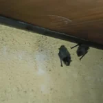【長野県の施工実績】上田市塩田平|外壁通気口から10年続いた100頭のコウモリ侵入住宅を防除した事例 5 上田市の住宅で外壁上部の7mmの隙間から出てくるアブラコウモリの暗視カメラ映像