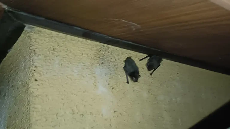 上田市の住宅で外壁上部の7mmの隙間から出てくるアブラコウモリの暗視カメラ映像