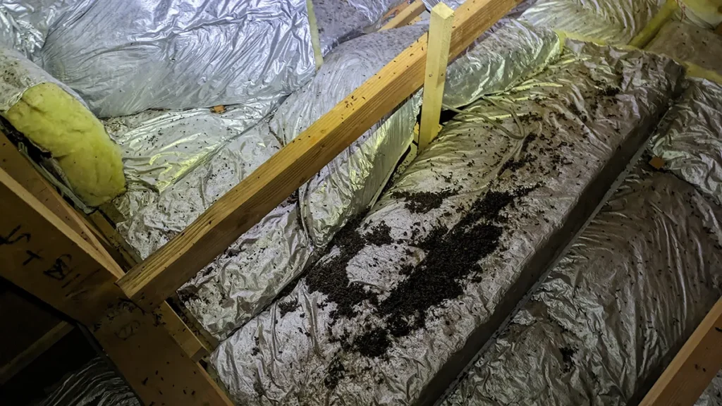 長野県のコウモリ全19種一覧|生態・レッドリストから住宅被害の対策まで専門家が解説 30 長野県立科町の別荘の天井裏に大量に堆積したウサギコウモリの糞。断熱材が尿で傷んでいる様子。