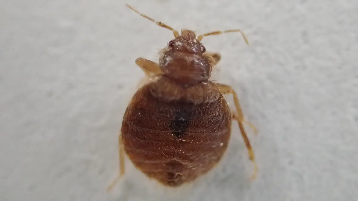 ツバメトコジラミの成虫拡大画像