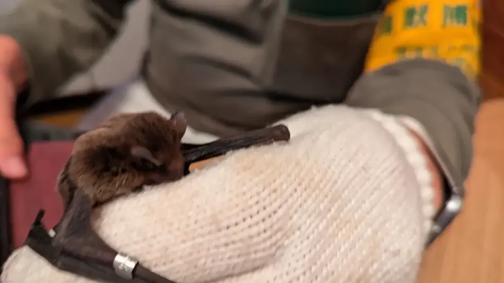 上高地の調査で捕獲されたコウモリ。黄色の腕章をつけた調査員が厚手の手袋を着用し、前腕部に調査用の標識リングを装着したコウモリを安全に保定している。