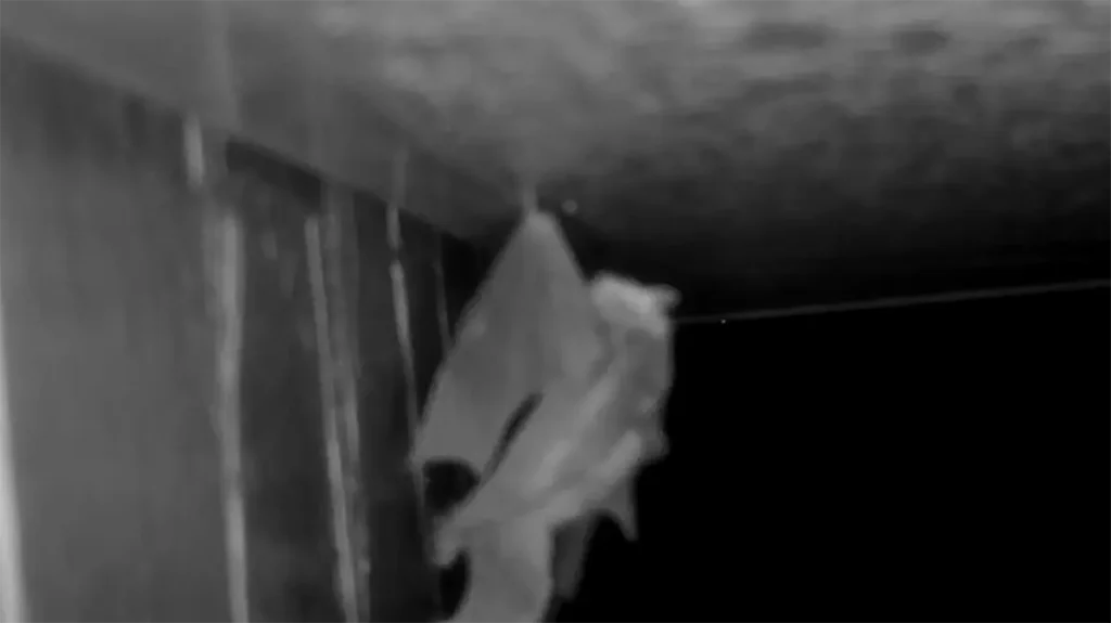 長野県内の現場で、天井のわずかな隙間に爪を掛けて逆さにぶら下がり、内部へ侵入しようとするアブラコウモリの決定的瞬間を捉えた写真。