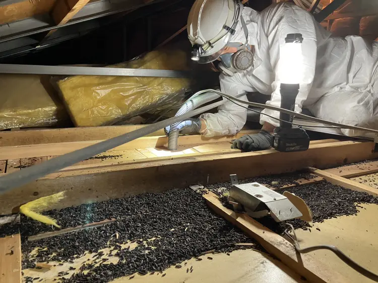 飯田市での天井裏コウモリフン清掃・殺菌消毒作業