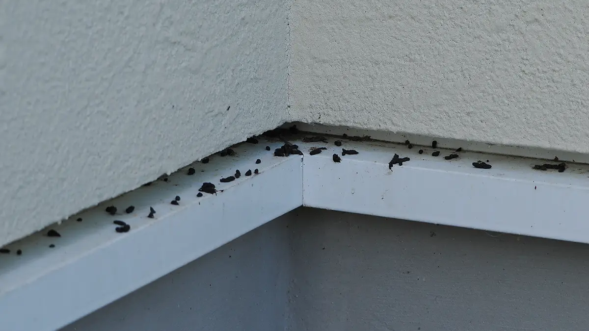 飯田市のコウモリ被害現場（外壁・水切りのフン）